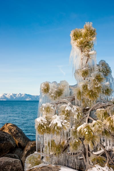 Icy Tree at Lake Tahoe