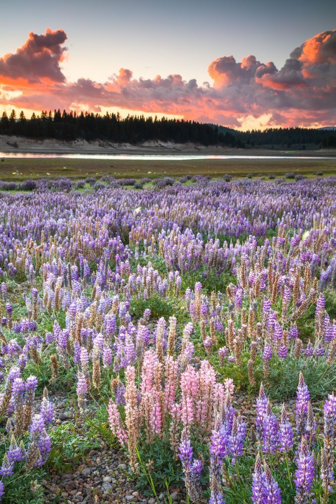 Lupine at Boca Reservoir Sunset 3