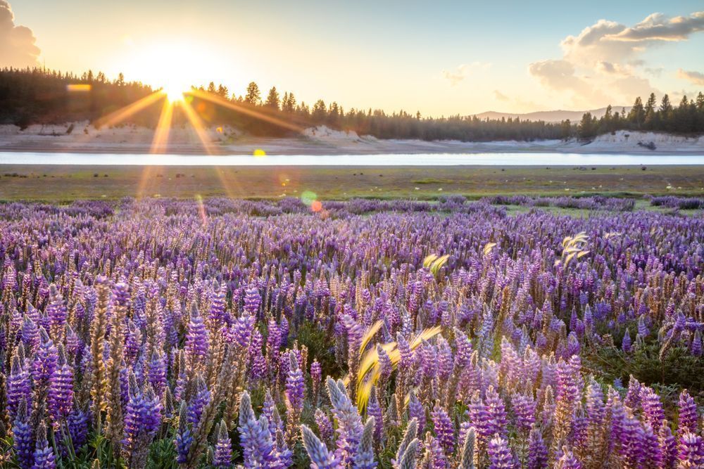 Lupine at Boca Reservoir Sunset 1