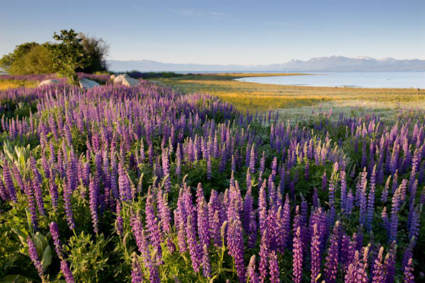 Lupine at Lake Tahoe 2