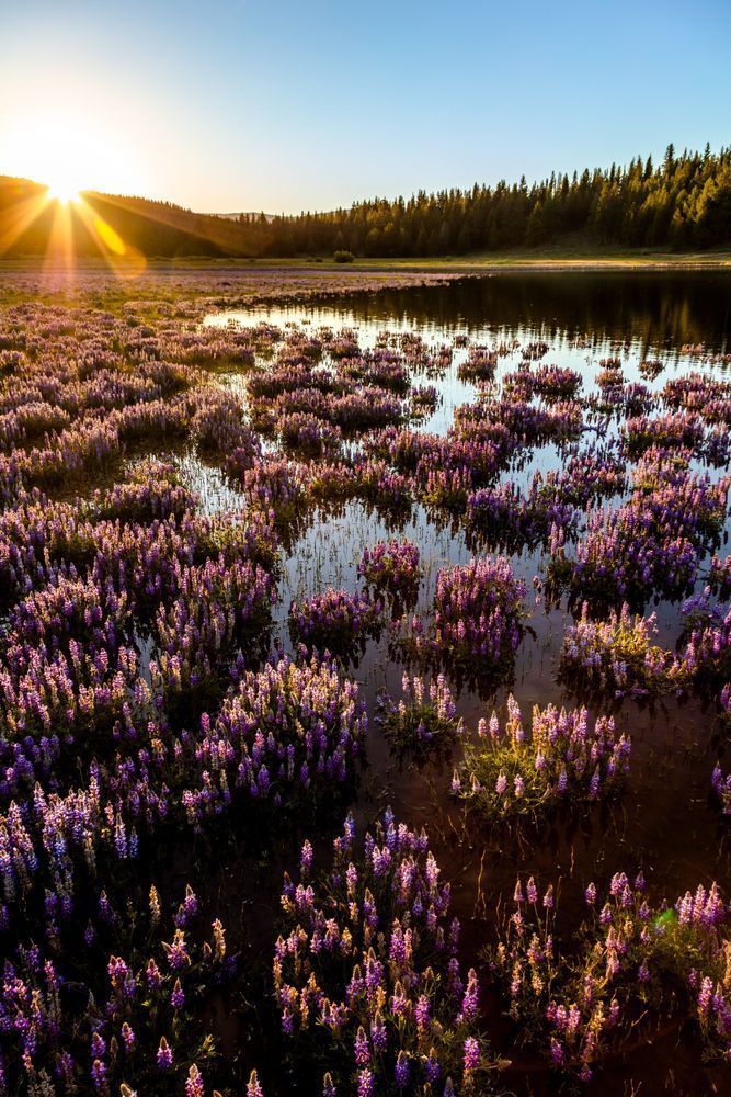 Lupine at Prosser Reservoir 4