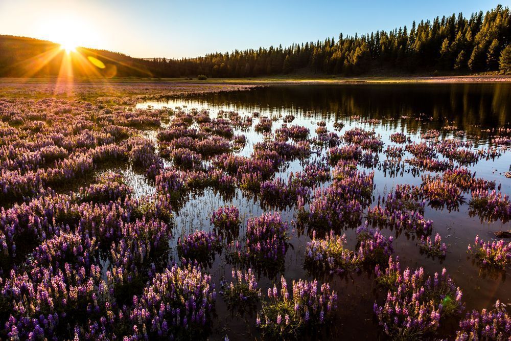 Lupine at Prosser Reservoir 5