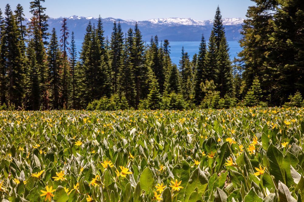 Mule Ears Above Lake Tahoe 1