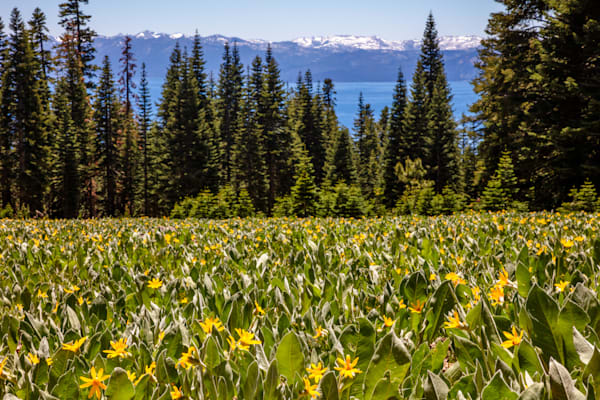 Mule Ears Above Lake Tahoe 1
