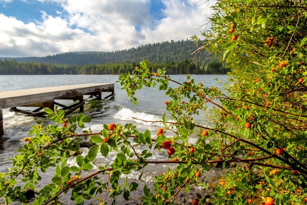 Rose Hips At Donner Lake