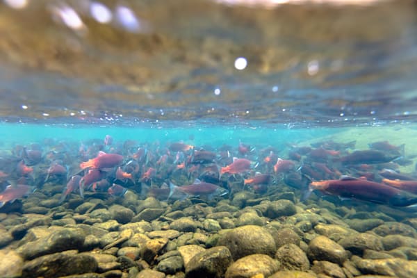 Spawning Kokanee Salmon 1
