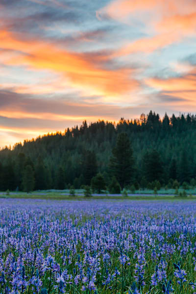 Sagehen Meadows Sunrise 2