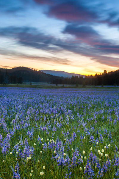 Sagehen Meadows Sunrise 1