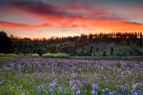 Sagehen Meadows Sunset 4"