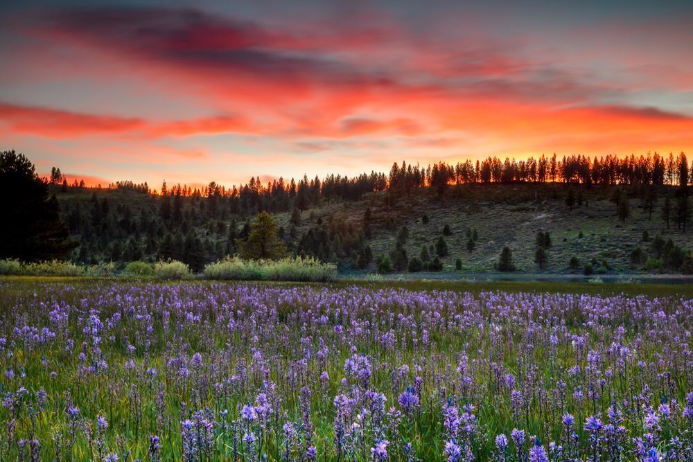 Sagehen Meadows Sunset 4"