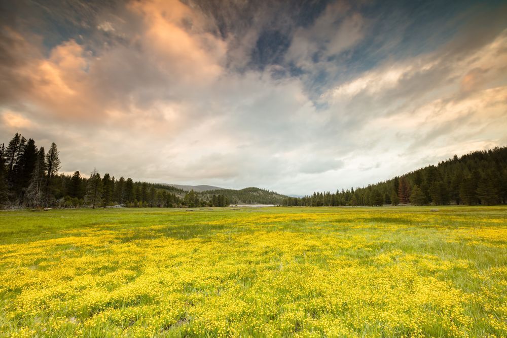 Sagehen Meadows Sunset 1