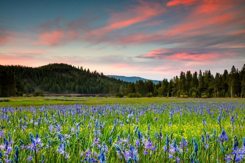 Sagehen Meadows Sunset 10
