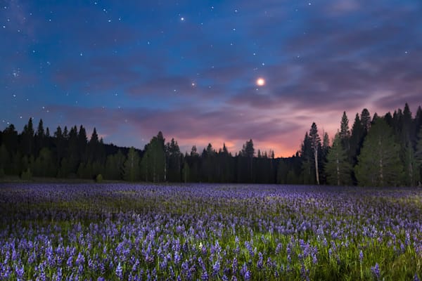 Sagehen Meadow at Night 1