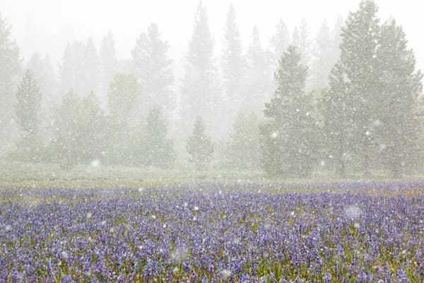 Snowy Sagehen Meadows 2
