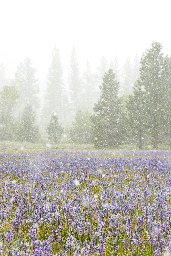 Snowy Sagehen Meadows 3