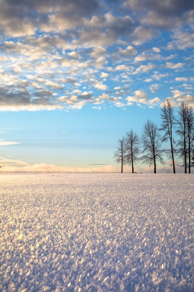 Snowy Tahoe Field 1
