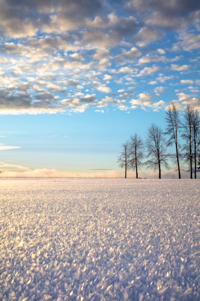Snowy Tahoe Field 1