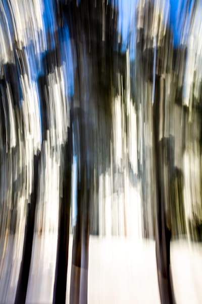 Snowy Trees Abstract 2