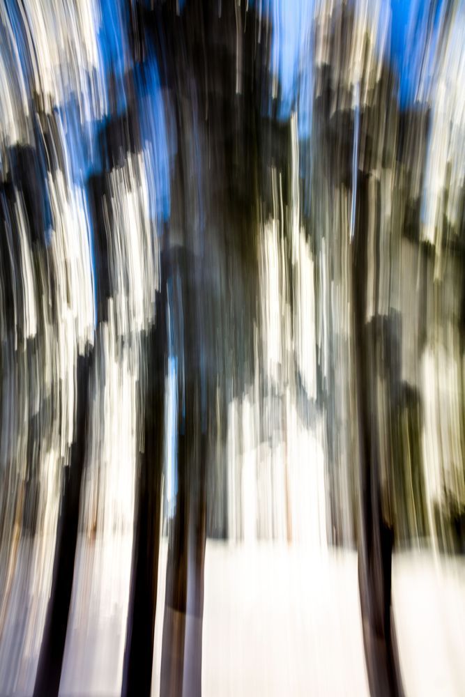 Snowy Trees Abstract 2