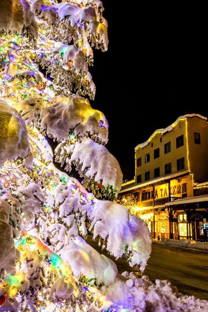Snowy Christmas Tree in Truckee 24