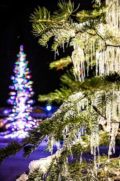 Snowy Christmas Tree in Truckee 17