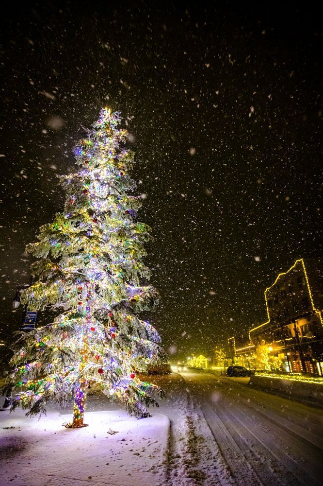 Snowy Christmas Tree in Truckee 10