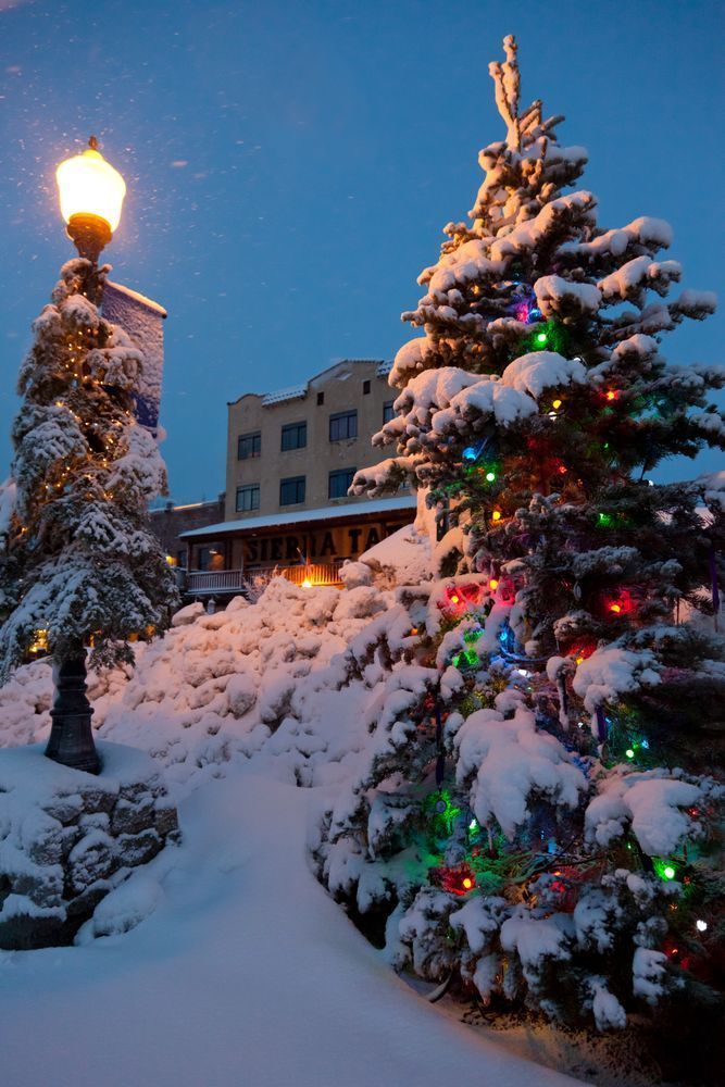 Snowy Christmas Tree in Truckee