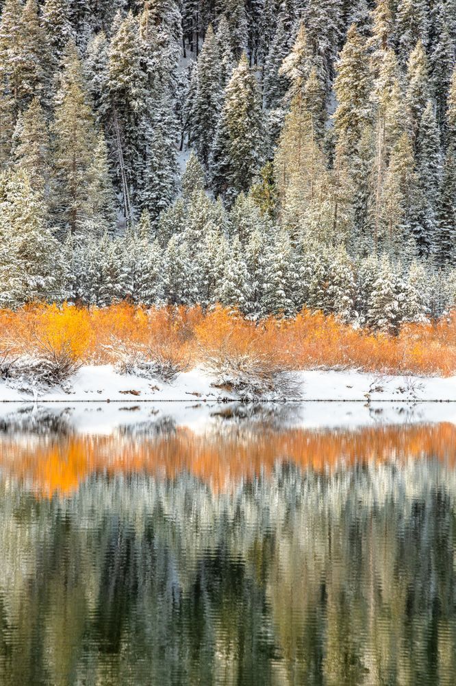 Snowy Coldstream Pond 8