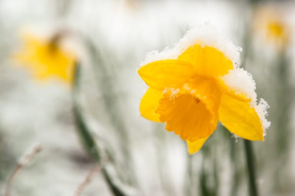 Snowy Daffodil 1