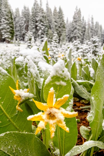 Snowy Mule Ears Wildflowers 1