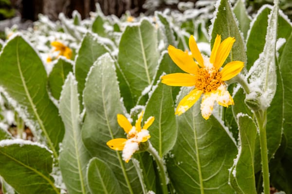 Snowy Mule Ears Wildflowers 2