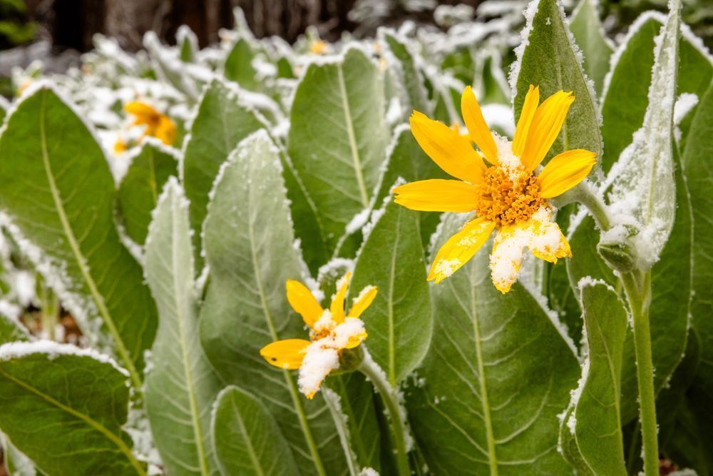 Snowy Mule Ears Wildflowers 2