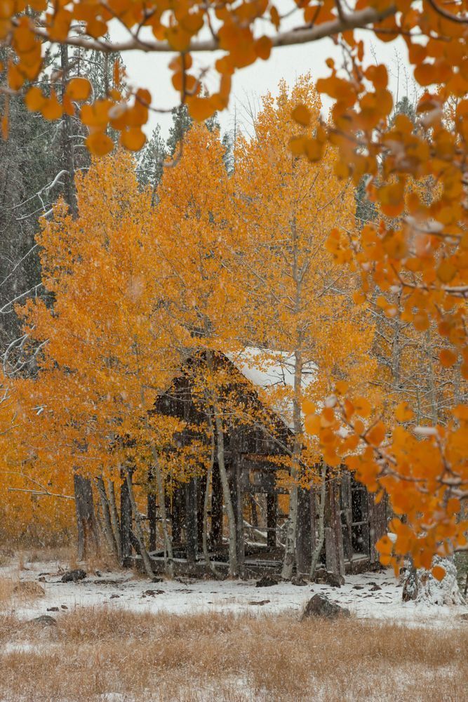 Shack in the Aspens 3