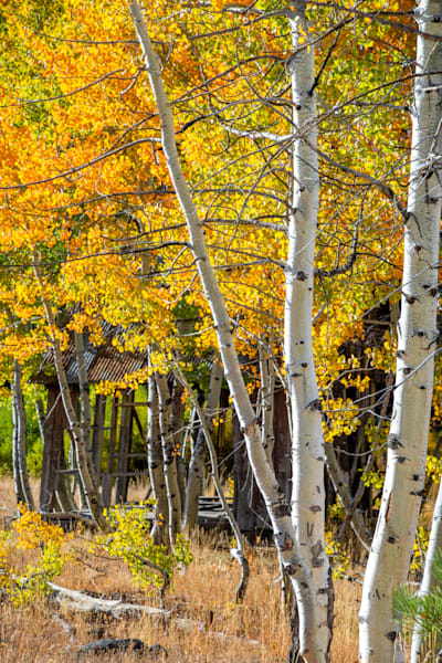 Shack in the Aspens 17