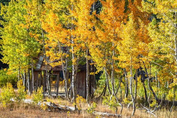 Shack in the Aspens 16