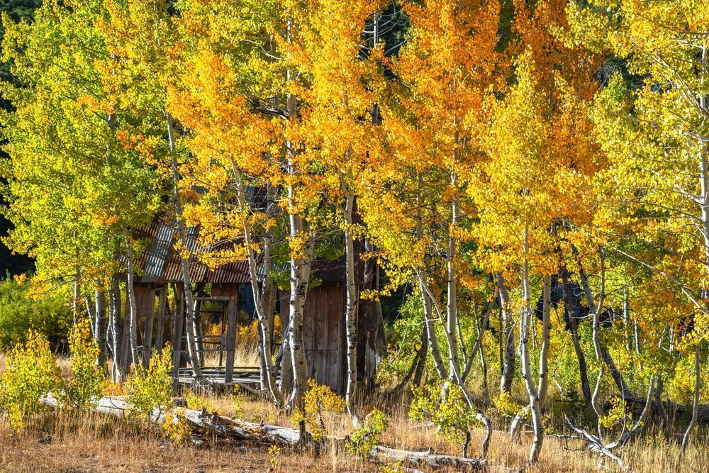 Shack in the Aspens 16