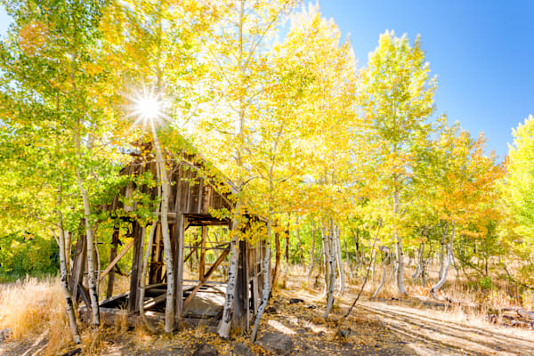 Shack in the Aspens 10