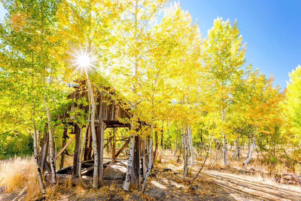 Shack in the Aspens 10