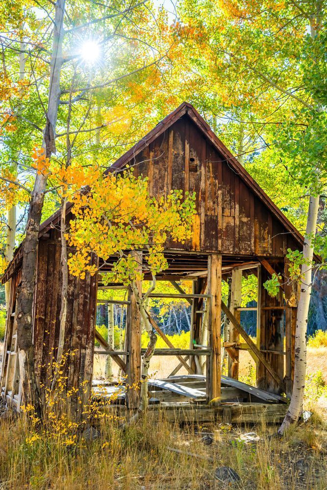Shack in the Aspens 18