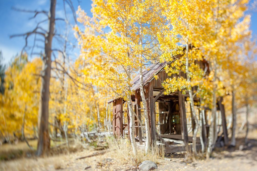 Shack in the Aspens 7