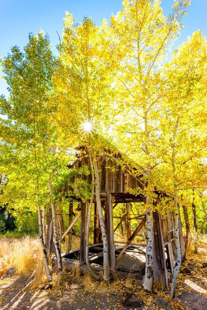 Shack in the Aspens 9