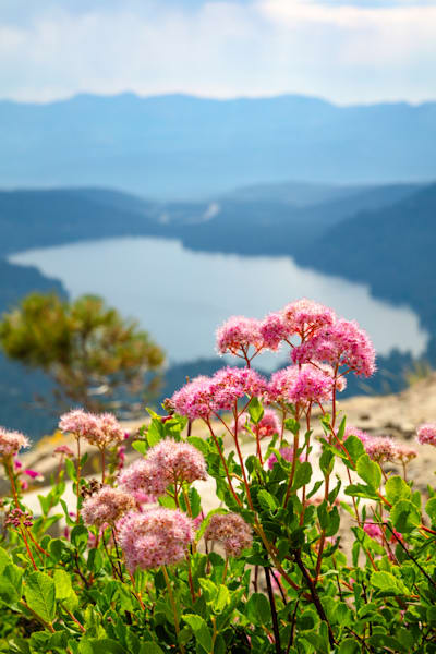 Wildflowers Above Donner Lake 2