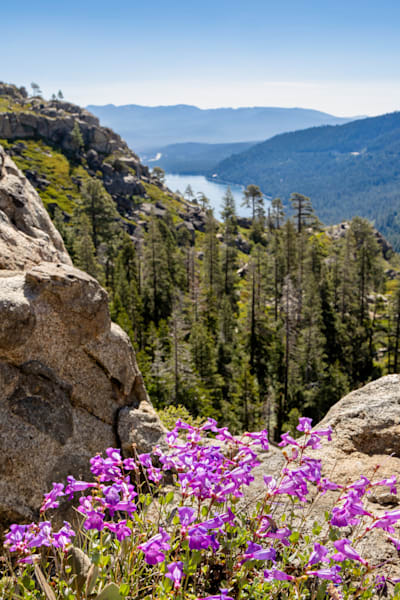 Wildflowers Above Donner Lake 3
