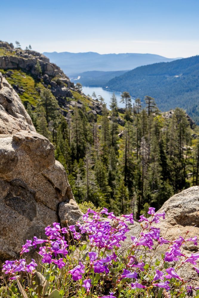 Wildflowers Above Donner Lake 3