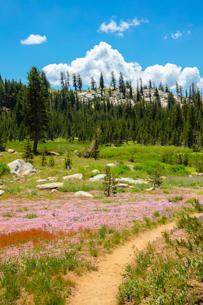 Wildflowers in the Tahoe Back Country 7