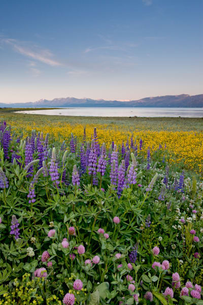 Wildflowers at Lake Tahoe 2