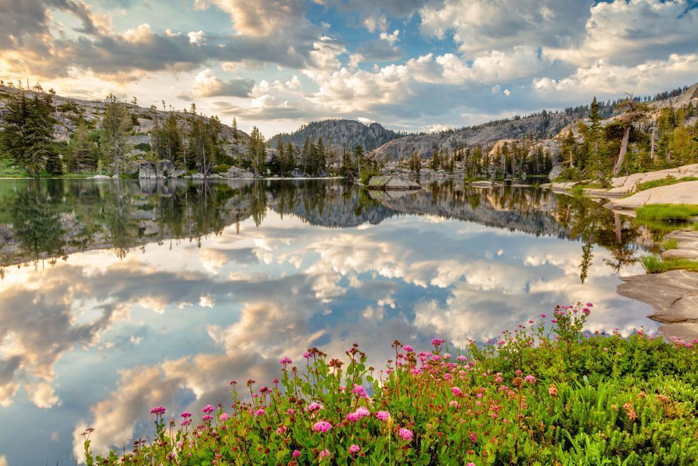 Wildflowers at Paradise Lake 2