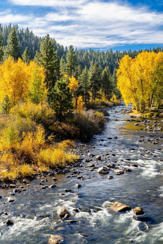 Truckee River In Autumn 39