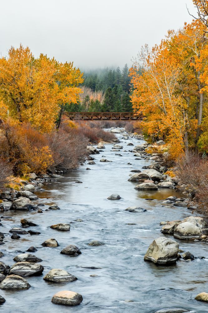 Truckee River In Autumn 41