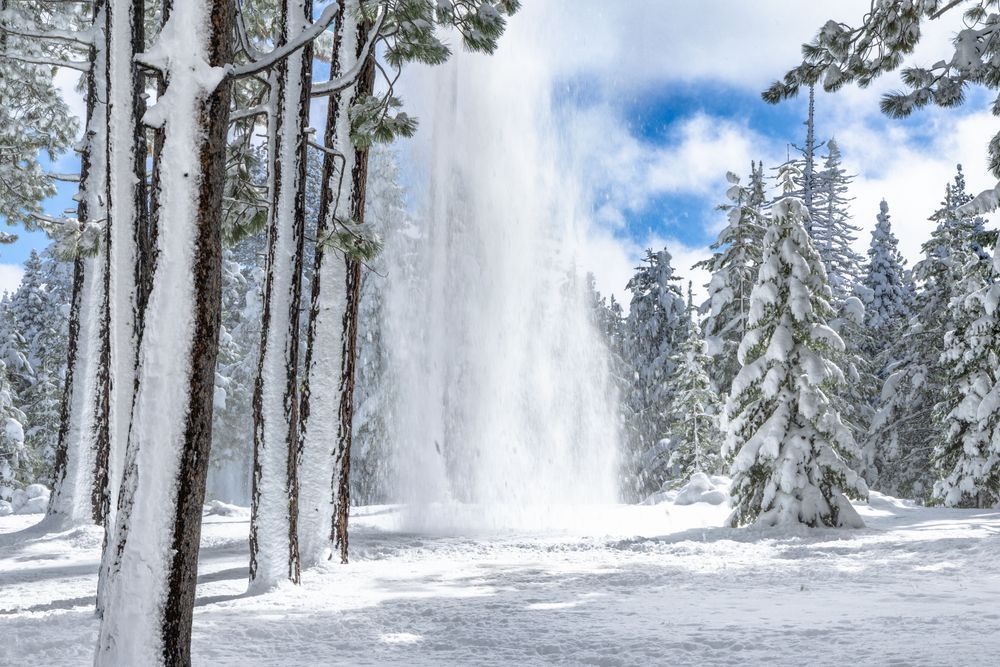 Tahoe Tree Snow Shedding 2